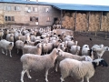 Продавам млади бременни овце , снимка 4