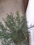 Гигантска секвоя, 2 годишна. (Sequoiadendron giganteum), снимка 4