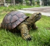 градинска костенурка за декорация!, снимка 5