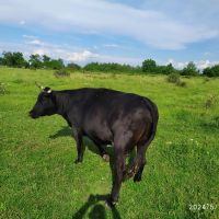 Продавам крави, снимка 2 - Крави - 45626413