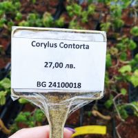 Corylus avellana 'Contorta', къдрав Лешник, снимка 5 - Градински цветя и растения - 45609411