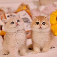 Сладки британски късокосмести котенца, снимка 1 - Британска късокосместа - 45284888