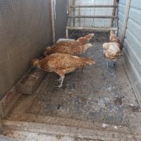 Продавам яйца, снимка 5 - Кокошки и пуйки - 45172987