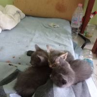 котенца от Варна търсят любящи стопани , снимка 16 - Други - 45627375