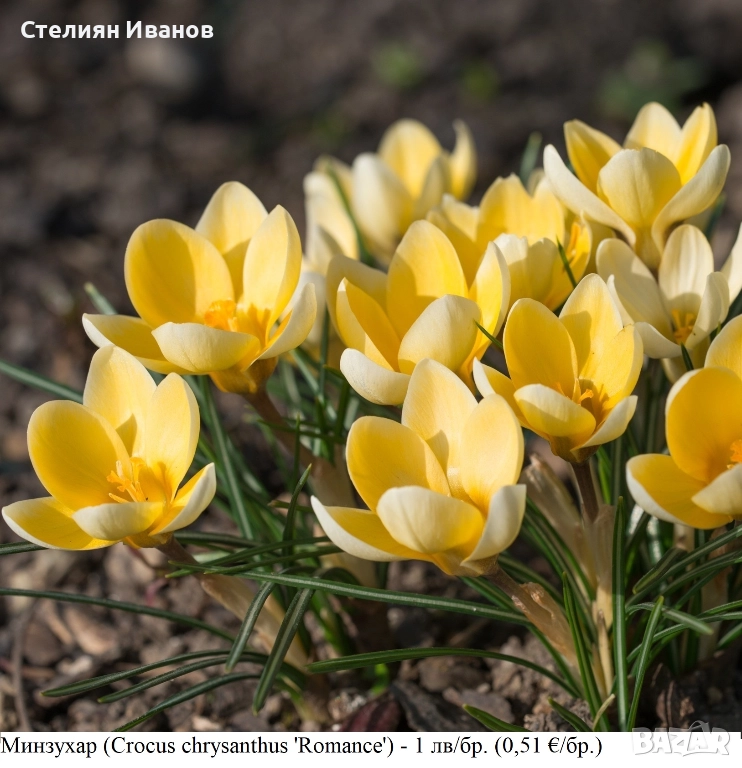 Минзухар (Crocus chrysanthus 'Romance') - луковици, снимка 1