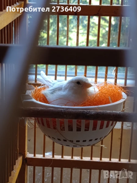 Двойка канарчета , снимка 1