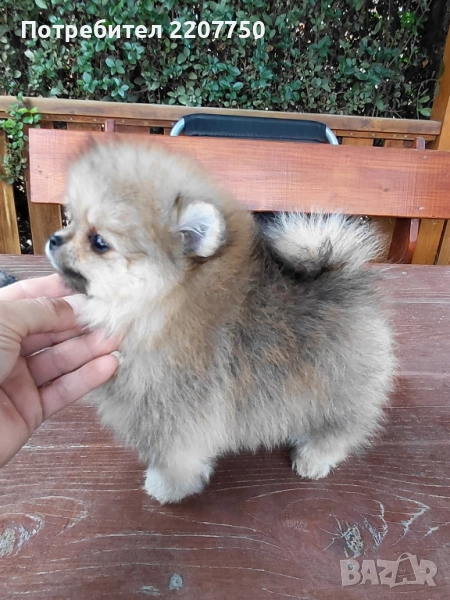 продавам померан , снимка 1