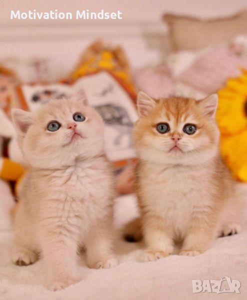 Сладки британски късокосмести котенца, снимка 1