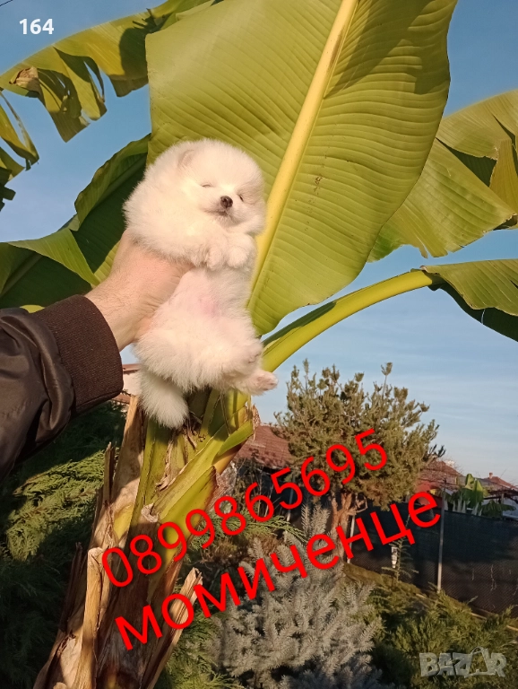 Померани. Реални снимки от 10.12.25 г. , снимка 1