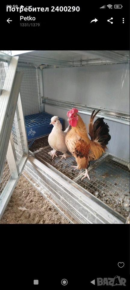 Декоративни птици , снимка 1