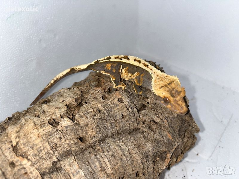 Ресничест гекон - Lilly White, снимка 1