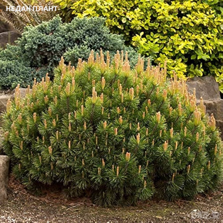 Пинус-муго "Пумилио", снимка 1