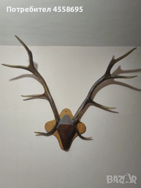Еленови рога, снимка 1