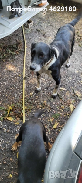 Кученца за осиновяване, снимка 1