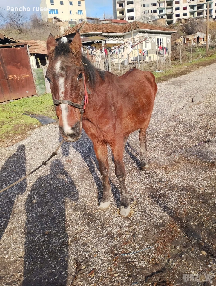 продава се червена кобила , снимка 1