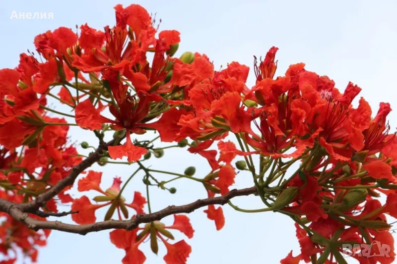 Делоникс Регия Delonix regia , снимка 1