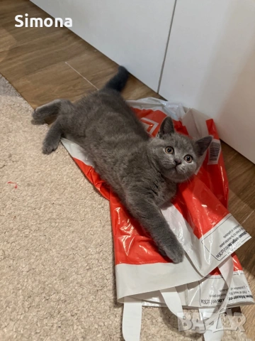 Британска късокосместа котка - мъжка, снимка 5 - Британска късокосместа - 53032874