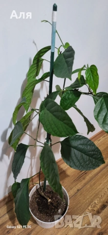 Клеродендром , снимка 4 - Стайни растения - 53113895