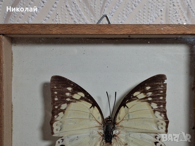 Препарирана Пеперуда в Рамка, снимка 4 - Декорация за дома - 54175284