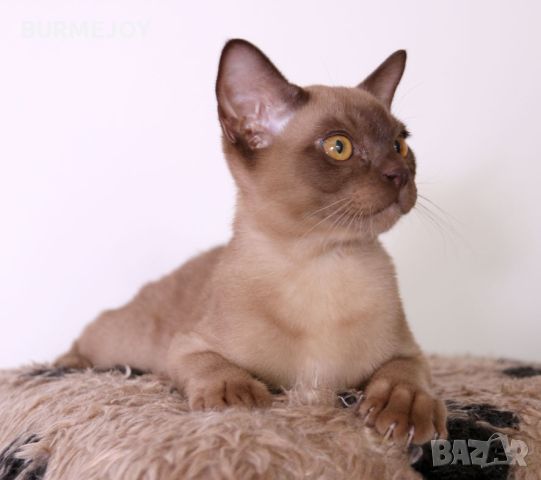 Породисти Бурмански котета от родители шампиони, снимка 6 - Други - 46282031