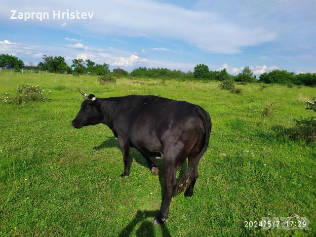 продавам говеда, снимка 8 - Крави - 46125864