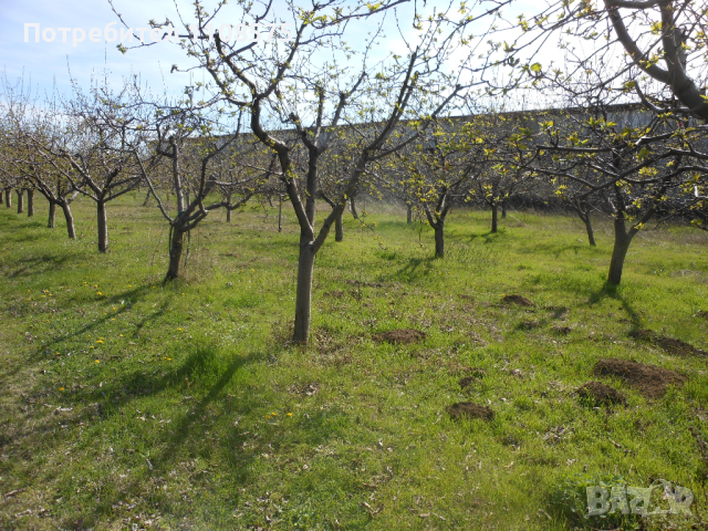 Ябълкова градина, снимка 5 - Градински цветя и растения - 44989459