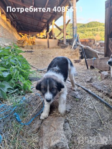 Българско овчарско куче, снимка 1 - Каракачанска овчарка - 45558672