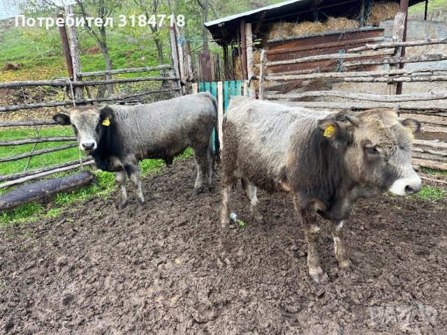 Месодайни Телета за Продан, снимка 6 - Крави - 52479978