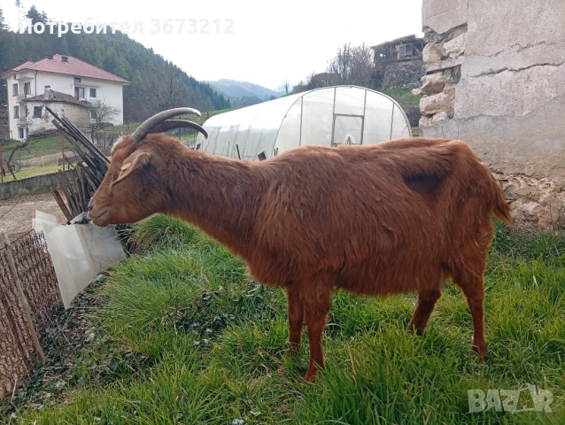 Продавам коза