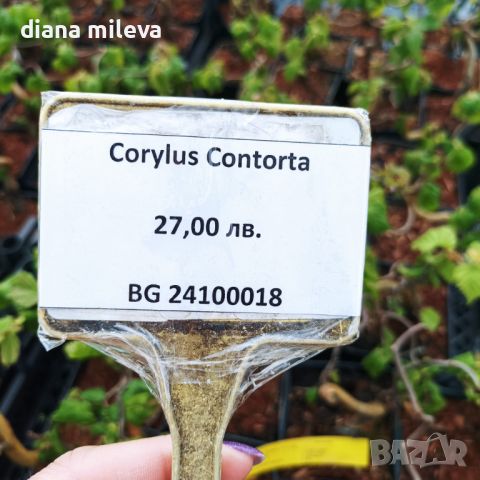 Corylus avellana 'Contorta', къдрав Лешник, снимка 5 - Градински цветя и растения - 45609411