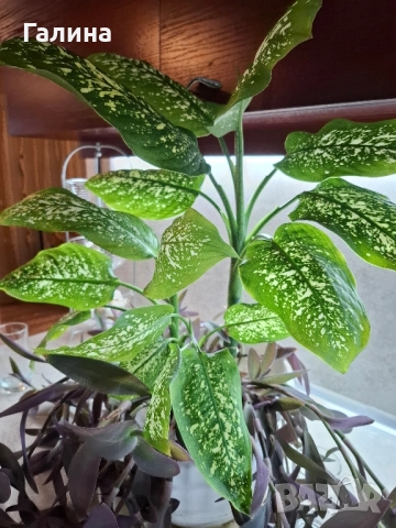 Дифенбахия в комбинация пурпорно сърце., снимка 4 - Стайни растения - 50577713