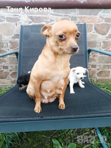 Малки пинчерчета, снимка 12 - Пинчер - 52975157