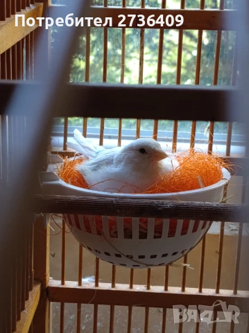 Двойка канарчета , снимка 1