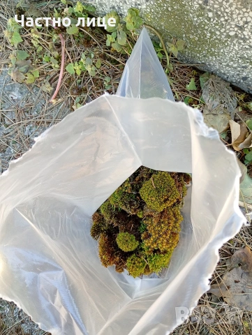 Натурален горски мъх за декорация , снимка 6 - Декорация за дома - 54095481