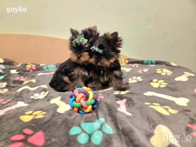 йорки, снимка 7 - Йоркширски териер - 53978443