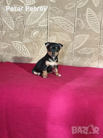 Пинчер мини 