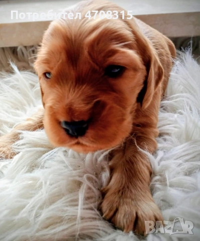 Кокер шпаньол момче родословен баща, снимка 2 - Кокер шпаньол - 54005705