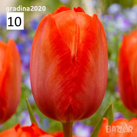 Луковици на лалета, снимка 15 - Разсади - 51436404