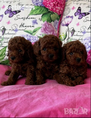 Шоколадови Той Пудели