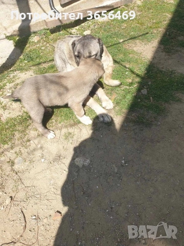 Породисти КАНГАЛИ., снимка 10 - Кангал - 53622874