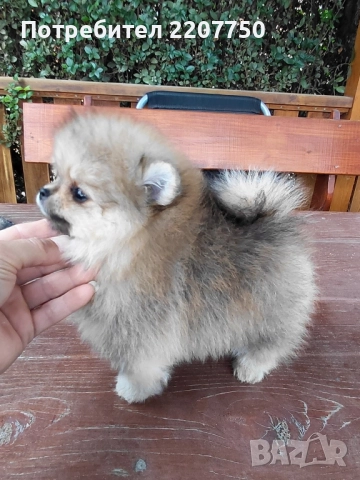 продавам померан , снимка 1