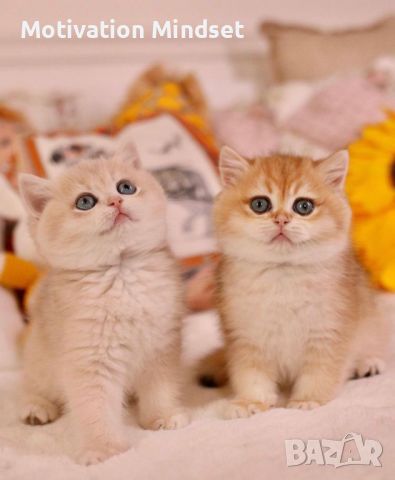 Сладки британски късокосмести котенца, снимка 1 - Британска късокосместа - 45284888
