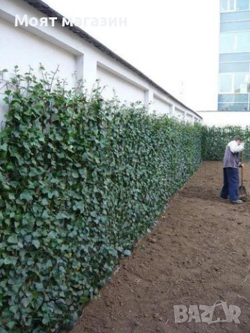 Бръшлян, снимка 7 - Градински цветя и растения - 53645925