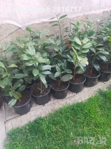 Лавровишна Новита , снимка 8 - Градински цветя и растения - 53881772