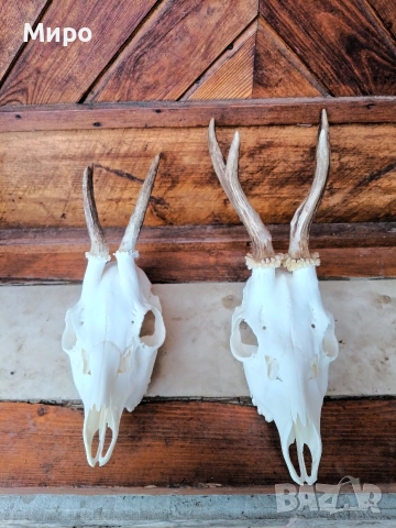 Трофей от сръндаци.Рога.2 бр.