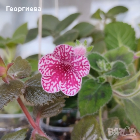 разменям ризоми от колерия, снимка 13 - Стайни растения - 52913679