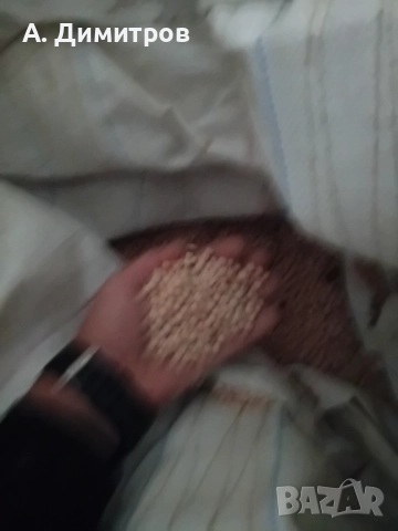 ЗЪРНО ГРАХ, снимка 2 - За селскостопански - 51381455