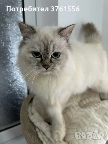 Персийско женско коте , снимка 11 - Персийска - 53438324