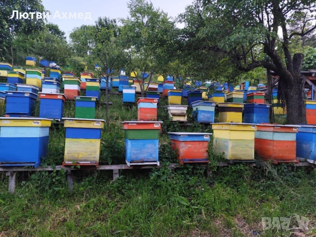 Пчелни семейства