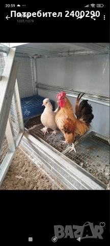 Декоративни птици 